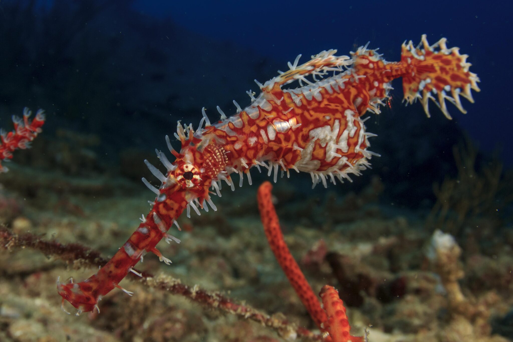 ornate ghost pipefish strange marine life