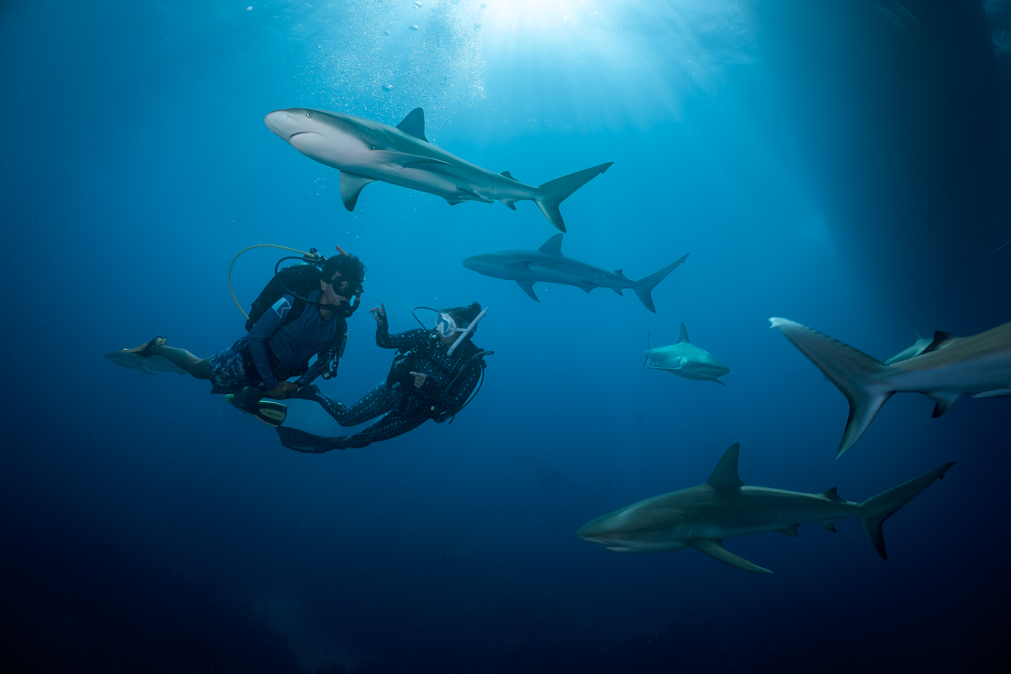Twee duikers zwemmen tussen blauwe haaien