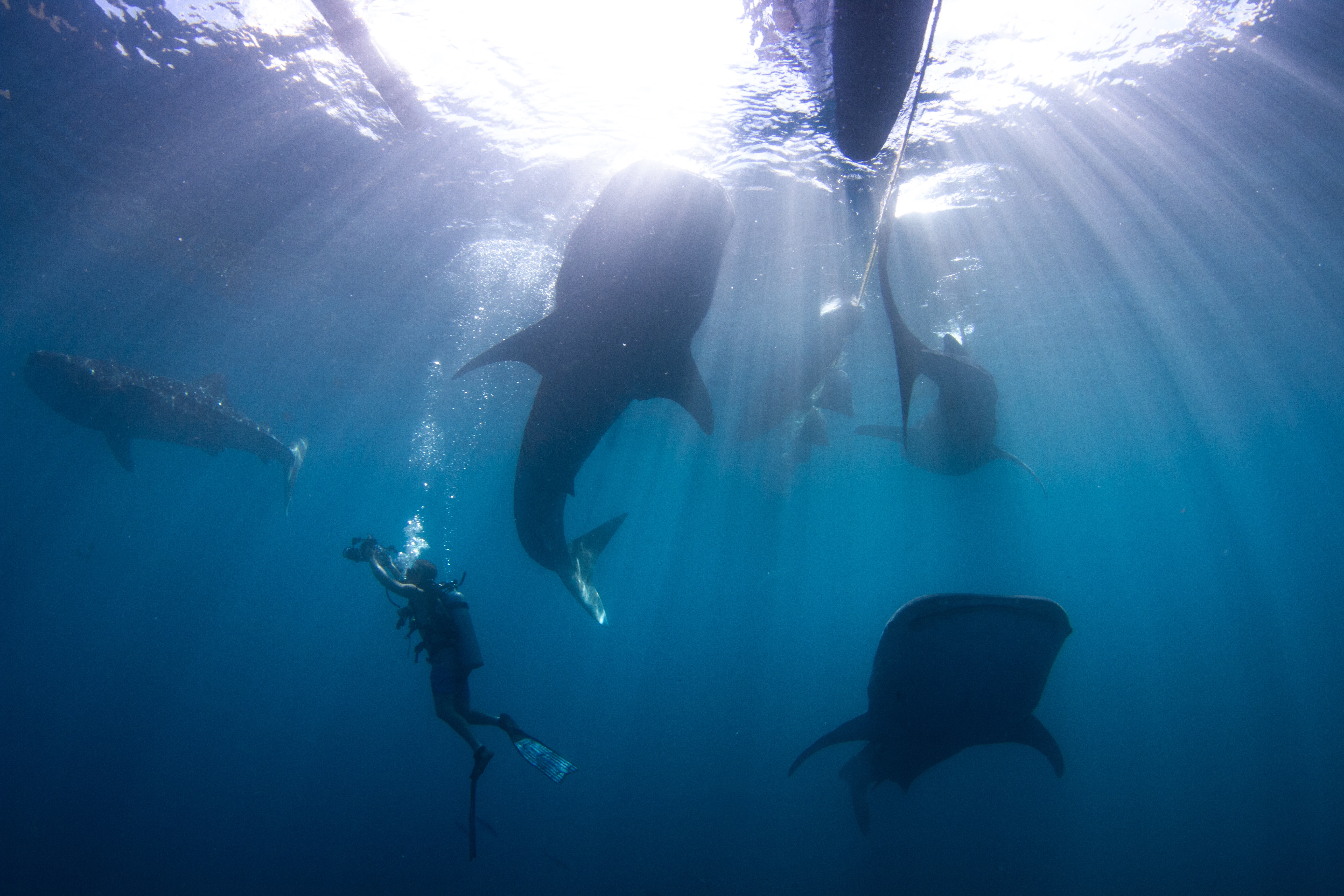 Een duiker omringd door walvishaaien onder het oppervlak
