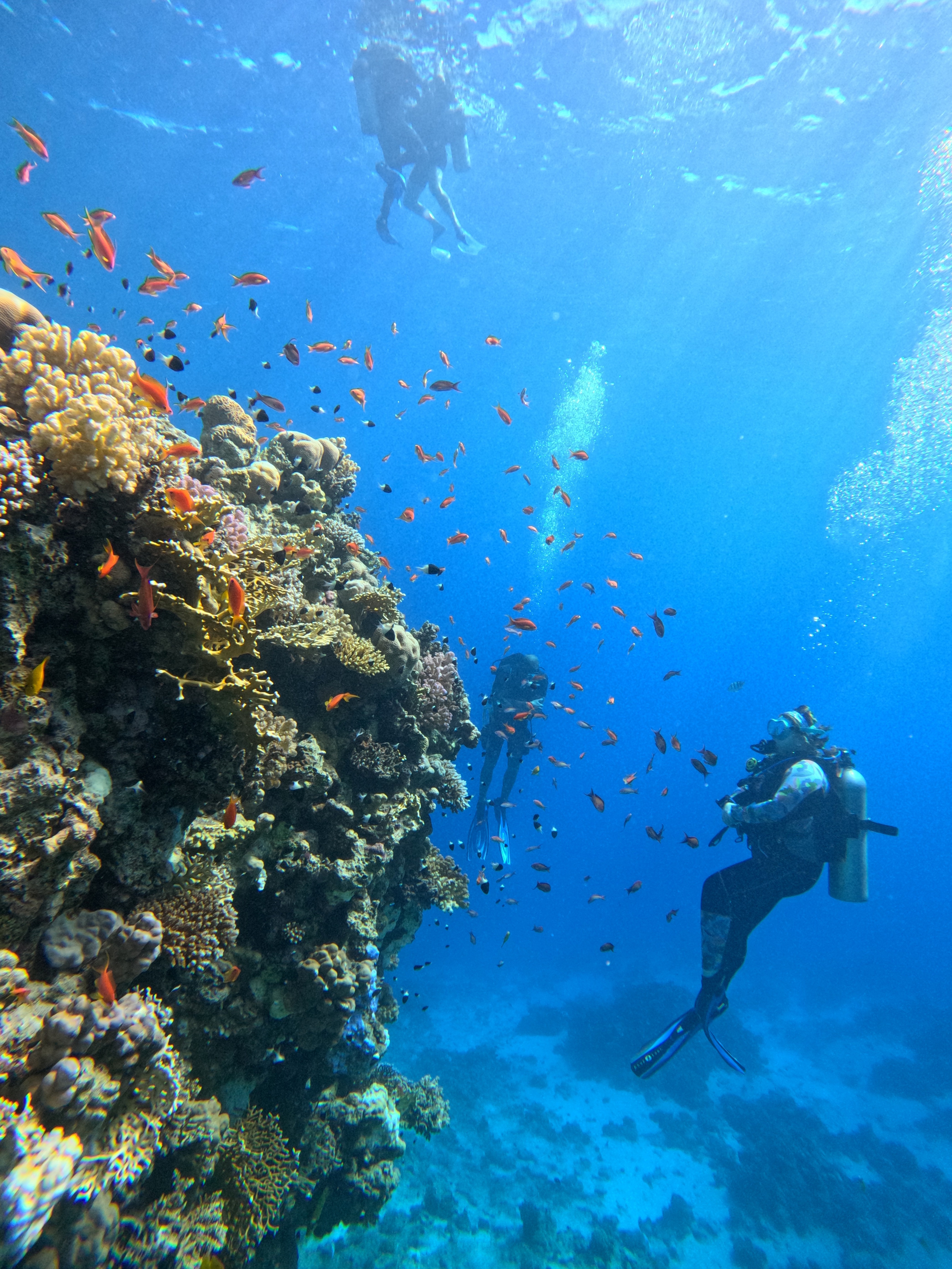 Two scuba divers looking at a reef wall, with another two divers on the surface