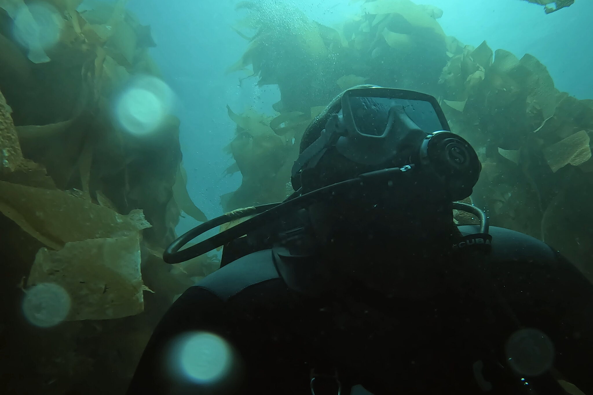 Tyrell Crosby, PADI AmbassaDiver, duikt in een kelpbos