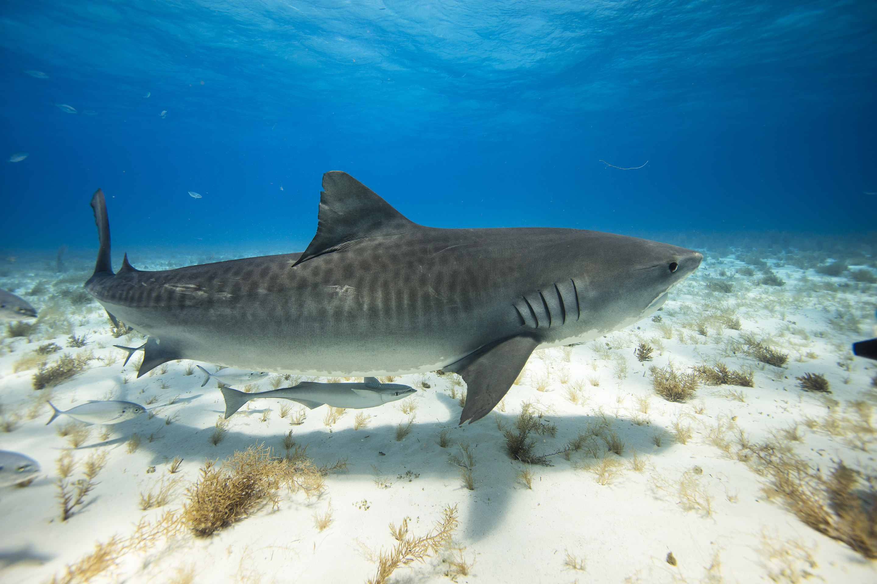 Tijgerhaai zwemmend over een zandbodem op de Bahama's
