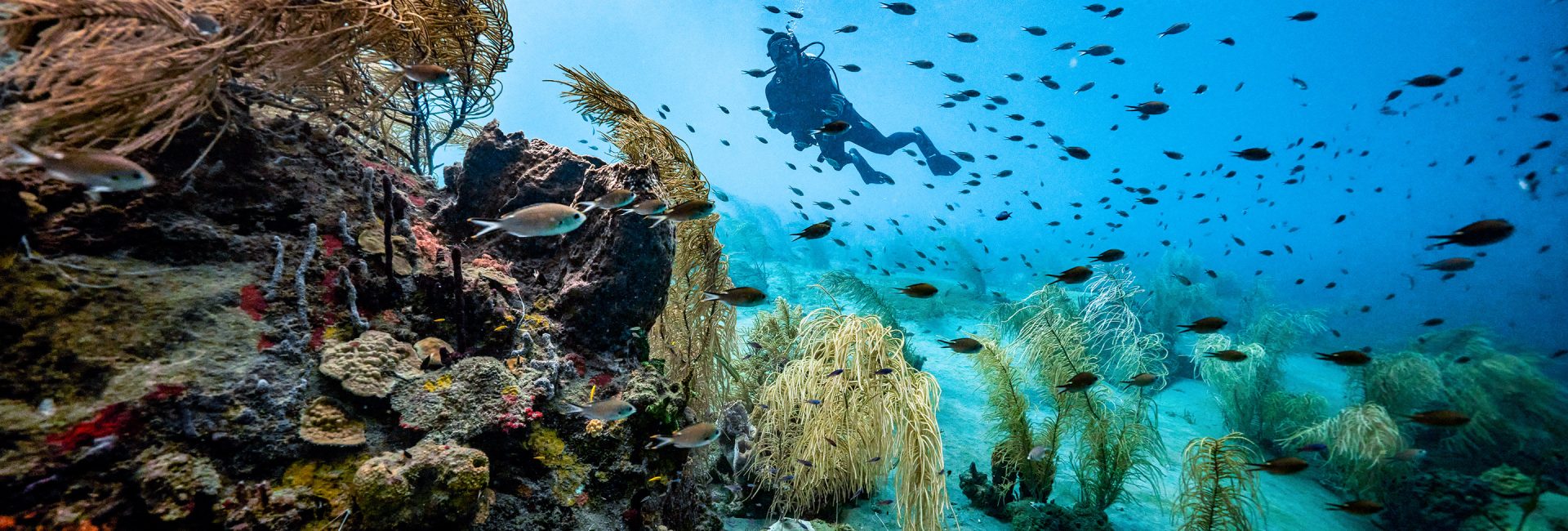 The Best Time of Year To Dive St. Lucia