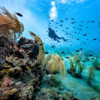 A scuba diver swims underwater in St. Lucia, past soft corals and colorful, tropical fish