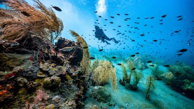 A scuba diver swims underwater in St. Lucia, past soft corals and colorful, tropical fish