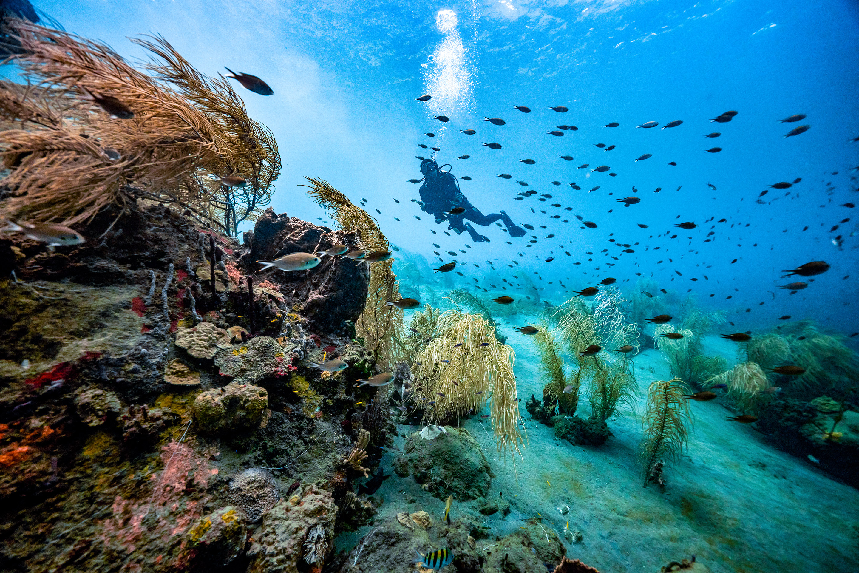 A scuba diver swims underwater in St. Lucia, past soft corals and colorful, tropical fish