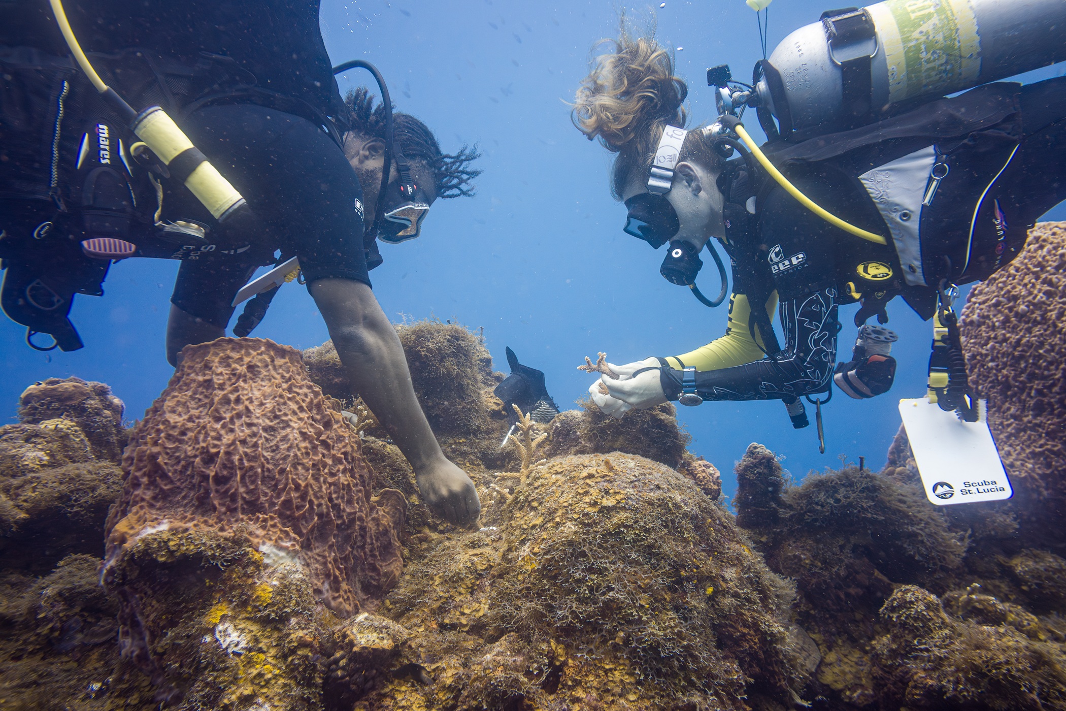 Two divers outplant coral on a reef in St. Lucia
