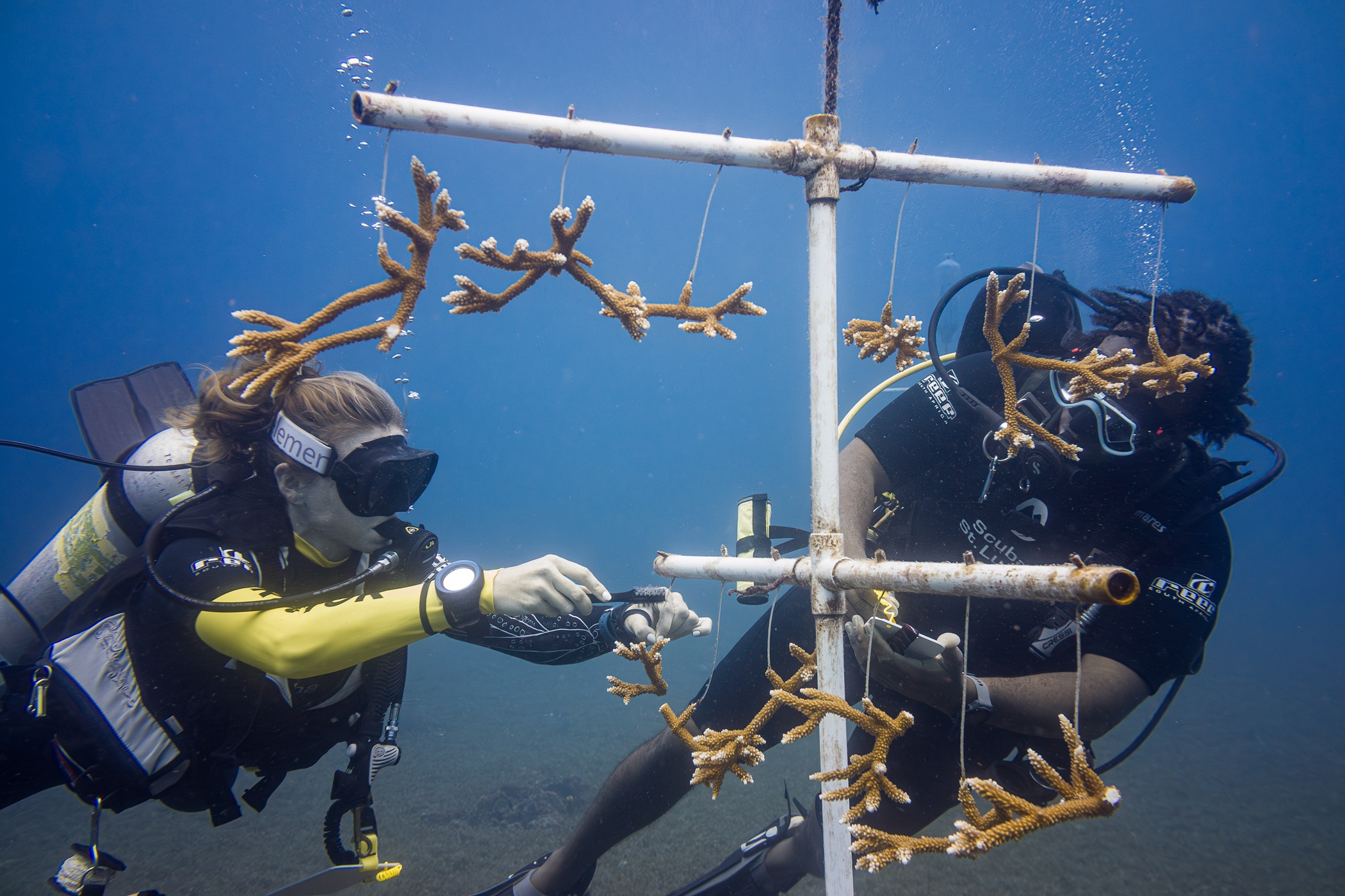Two divers clean coral on a tree as part of a coral restoration project in St. Lucia