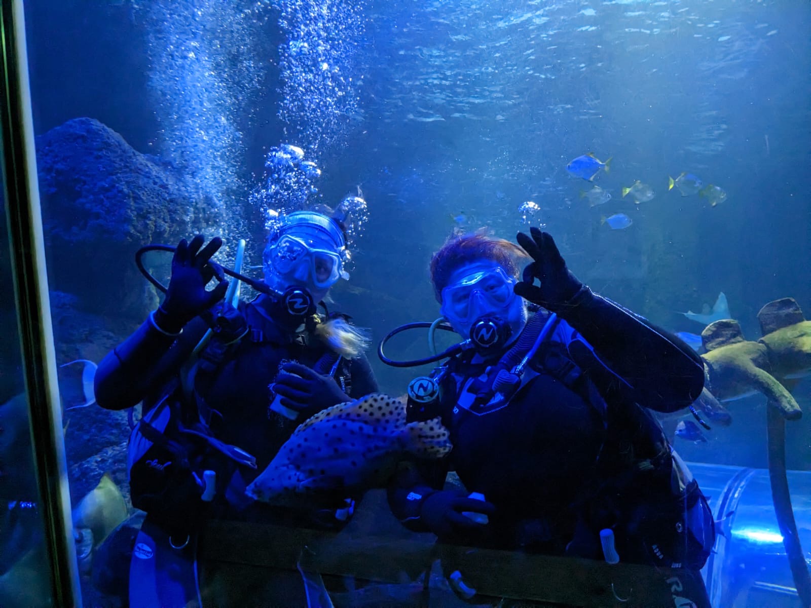 Two divers in an aquarium giving an ok sign surrounded by fish