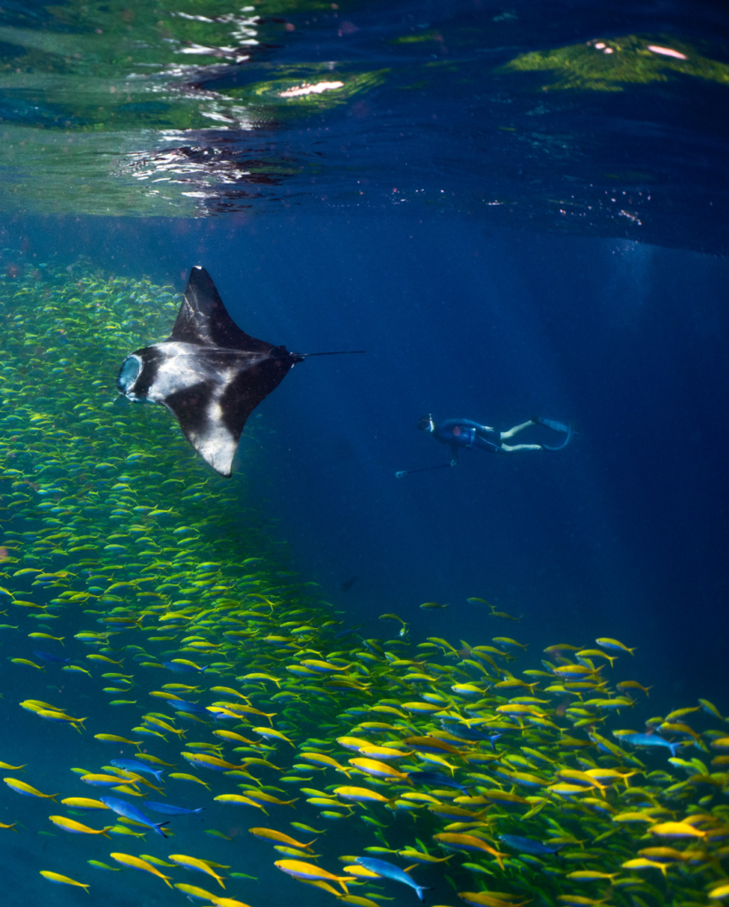 cameron whitnall padi ambassadiver zwemmen met manta
