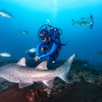 Grey Nurse Shark swimming on a reef with a diver behind it