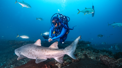 Grey Nurse Shark swimming on a reef with a diver behind it
