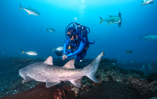 Grey Nurse Shark swimming on a reef with a diver behind it