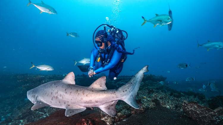 Grey Nurse Shark swimming on a reef with a diver behind it