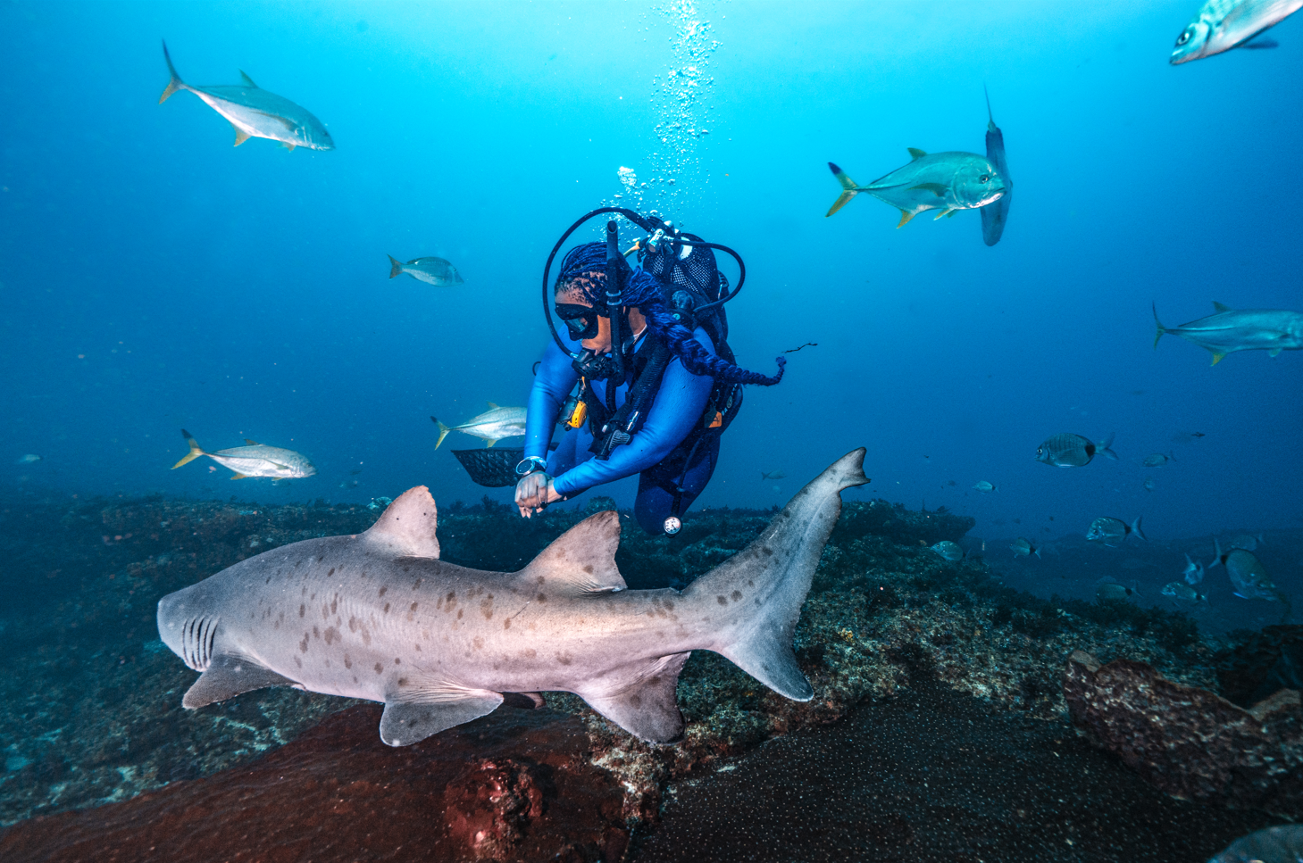Grey Nurse Shark swimming on a reef with a diver behind it