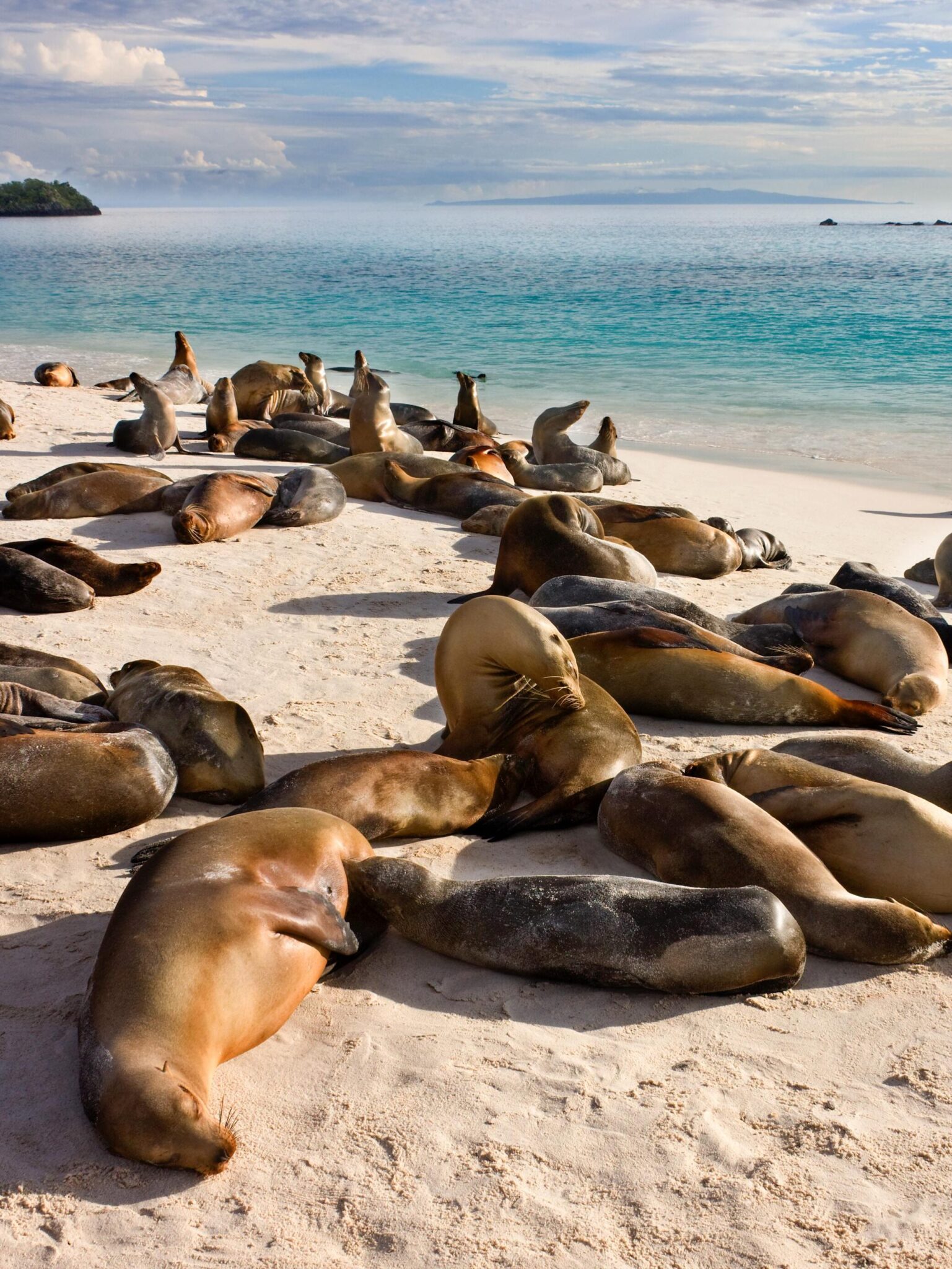 sea lions on beach galapagos islands