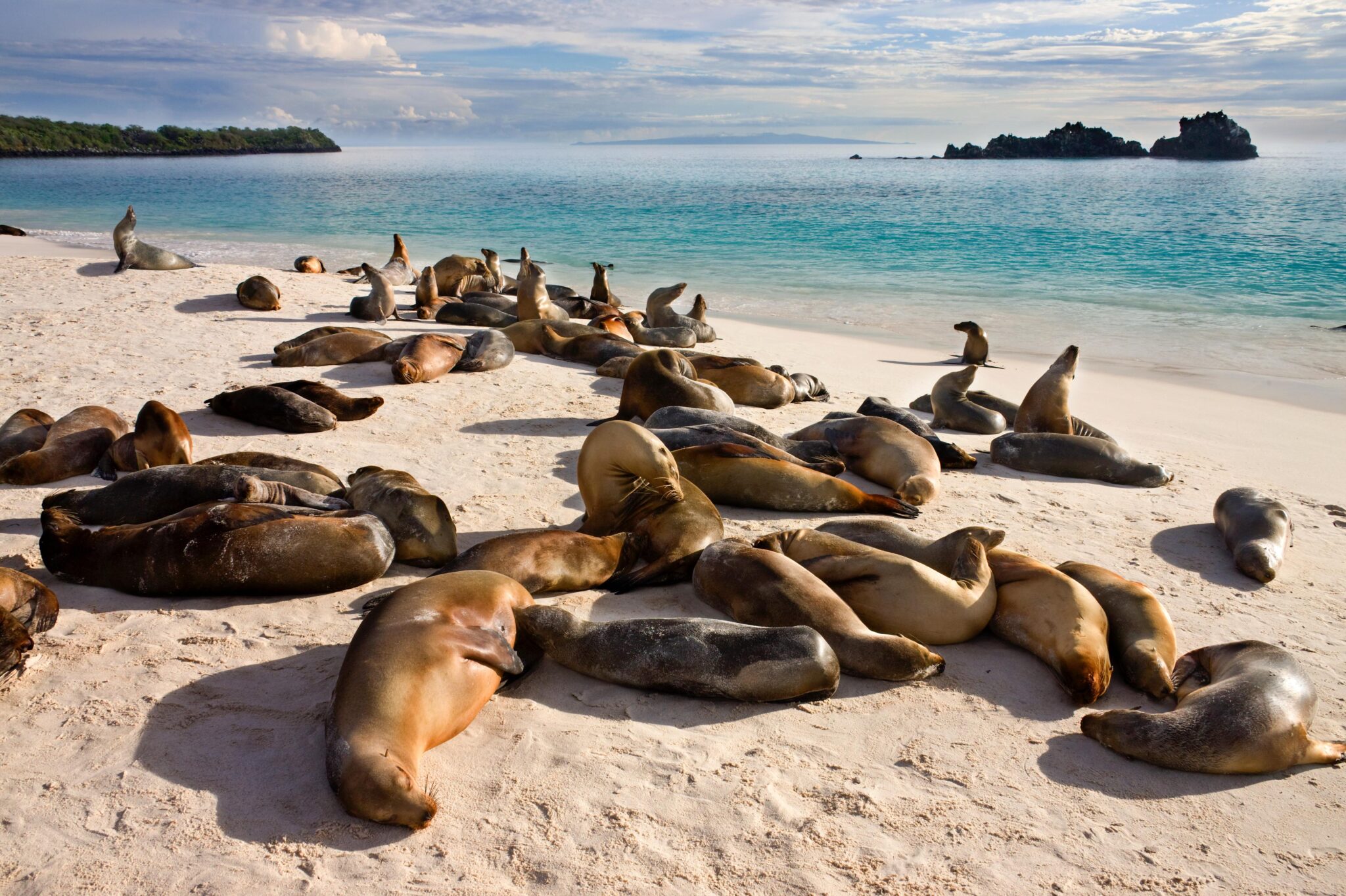 sea lions on beach galapagos islands