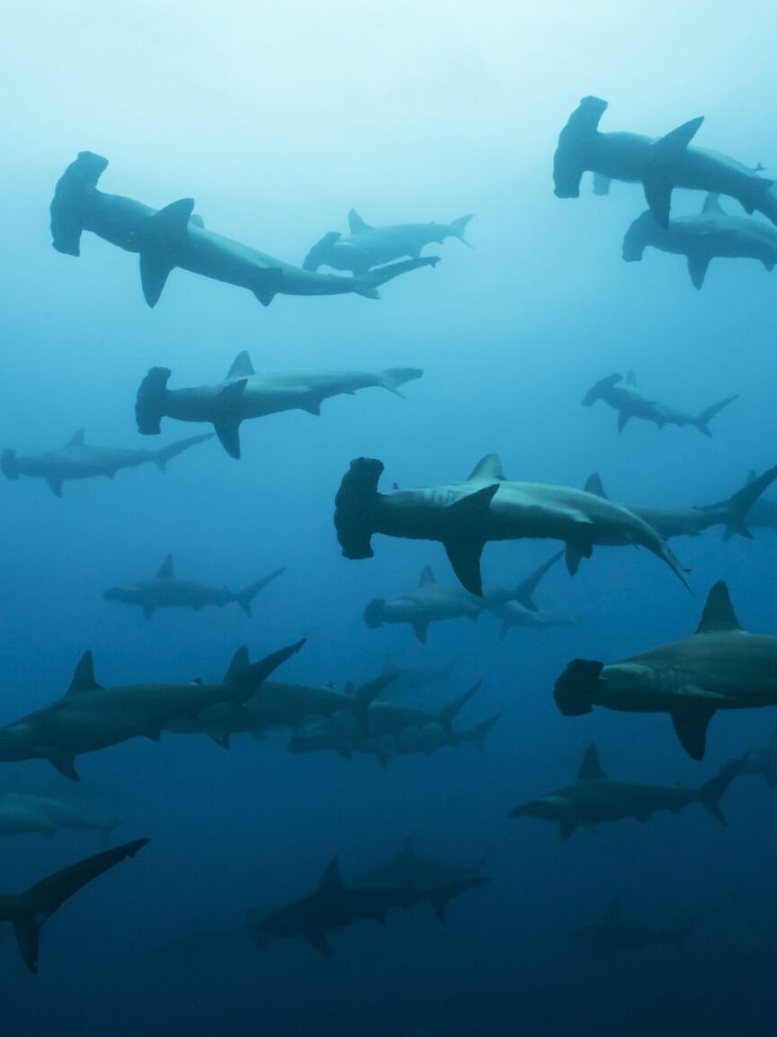 Hammerheads in the Galapagos