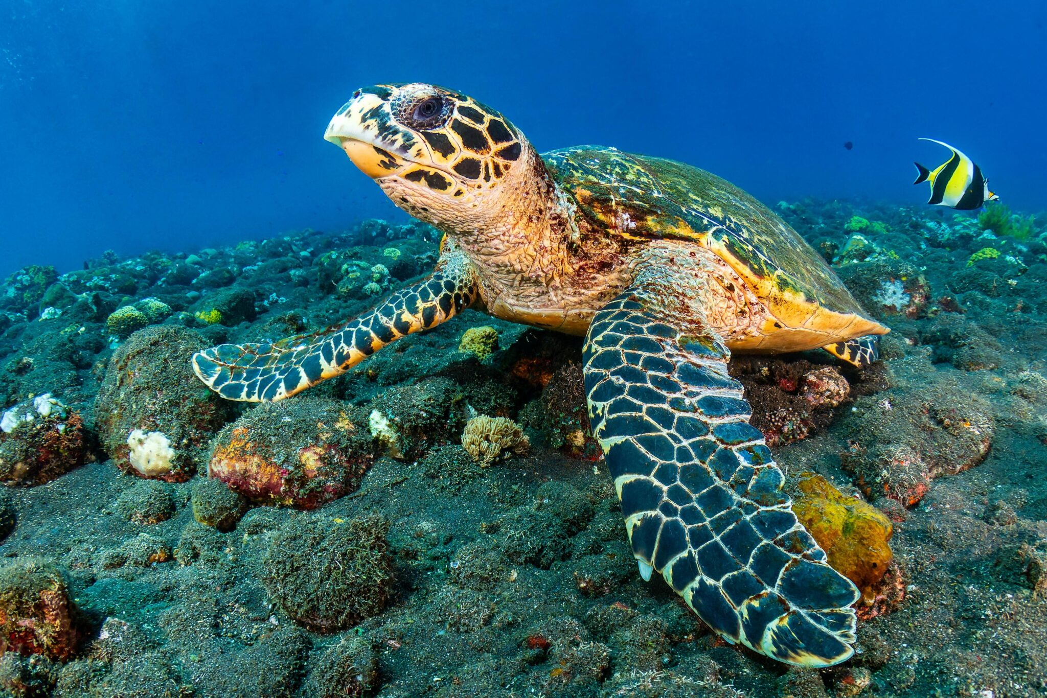 turtle on a reef in indonesia Ocean Adventures