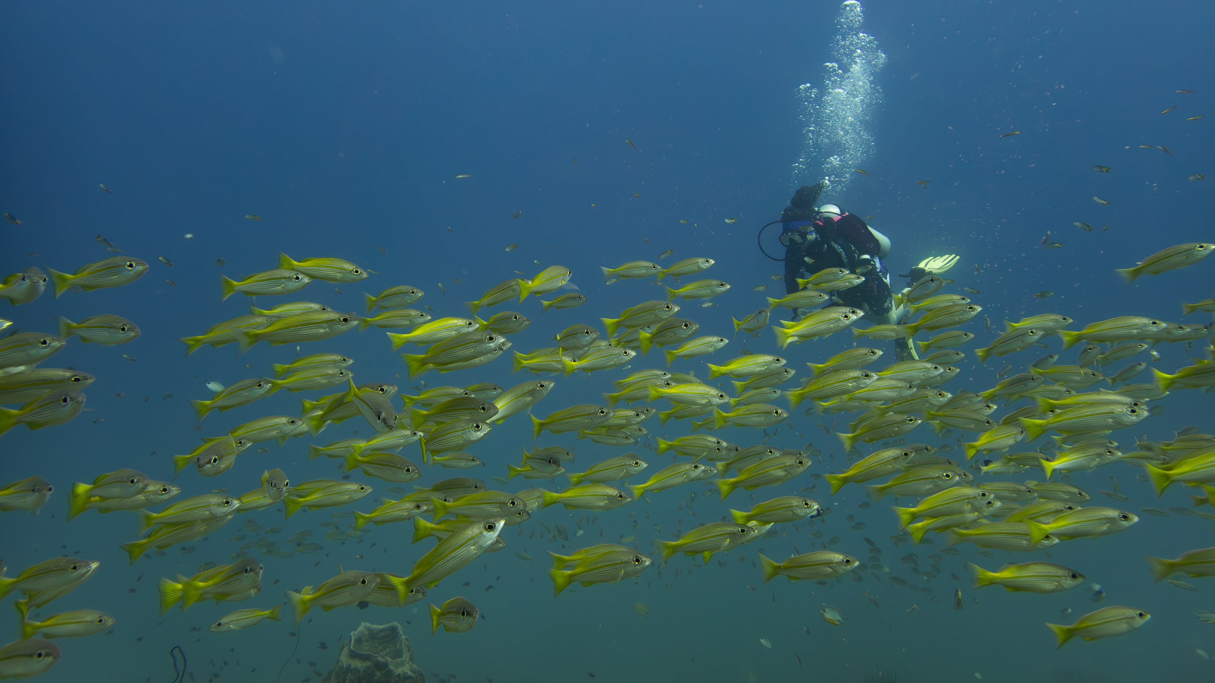 Diver among a school of yellow fish in Andaman islands India