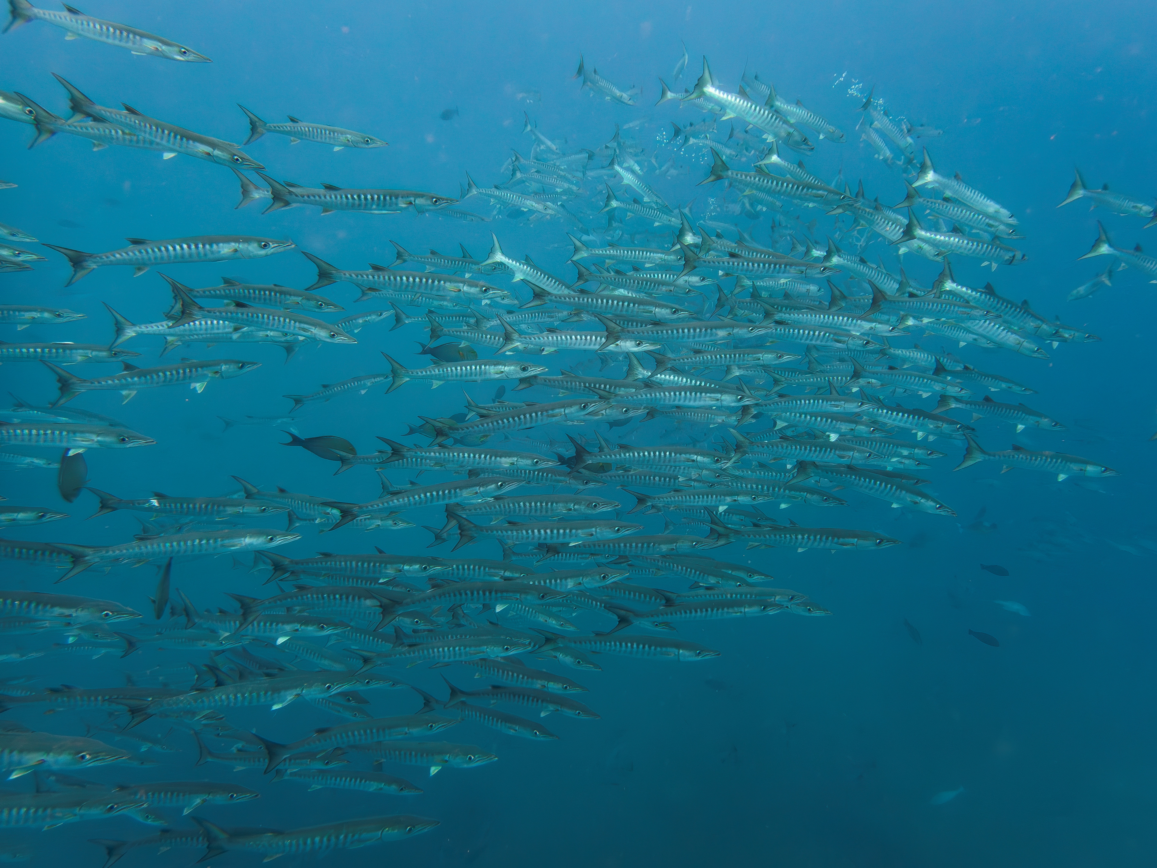 School of barracuda in Andaman islands, India