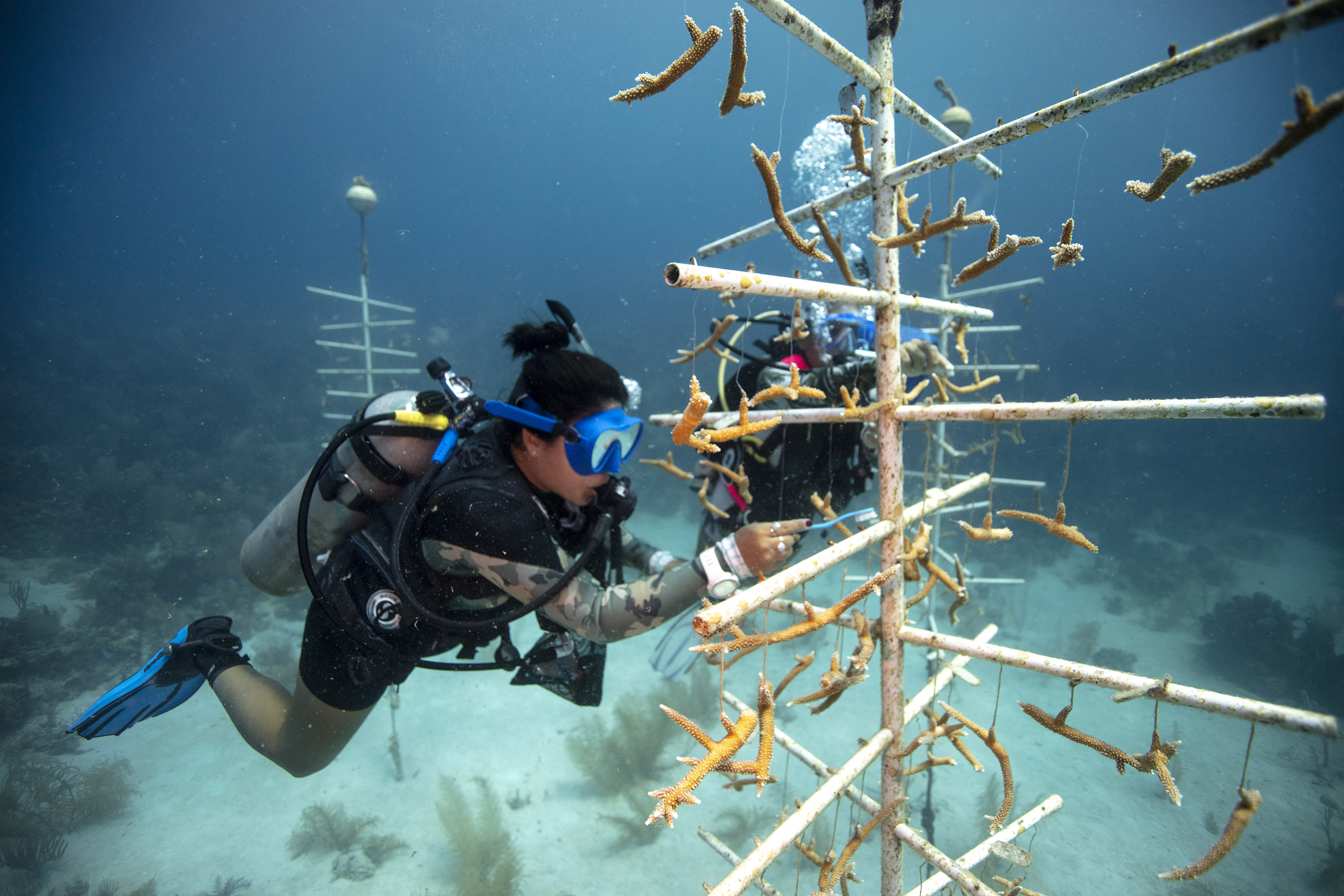 Un couple de plongeurs travaille sur un projet de régénération du corail sous l'eau.