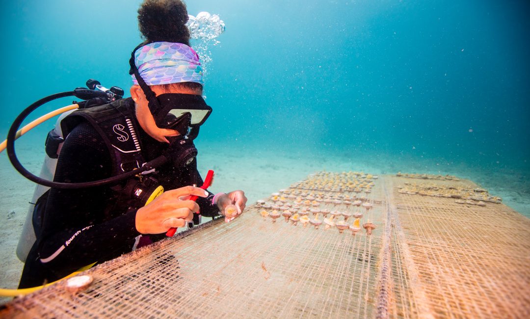 Dive Into Your Dream Career: PADI Divemaster Internships With a Conservation Focus