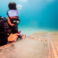 A diver works on a coral restoration project