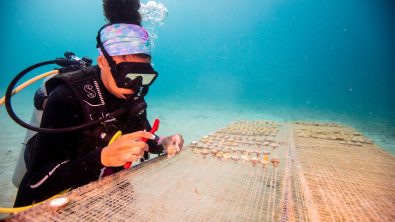 A diver works on a coral restoration project