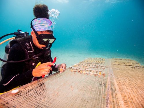 A diver works on a coral restoration project