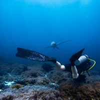 Diver swimming over a reef with a thresher shark