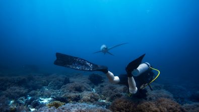 Diver swimming over a reef with a thresher shark
