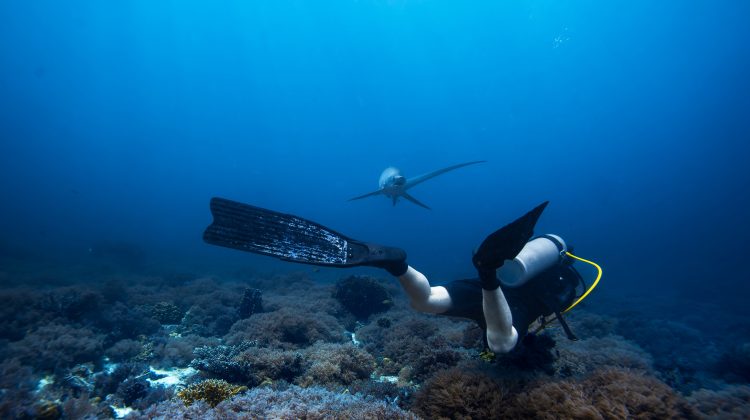 Diver swimming over a reef with a thresher shark