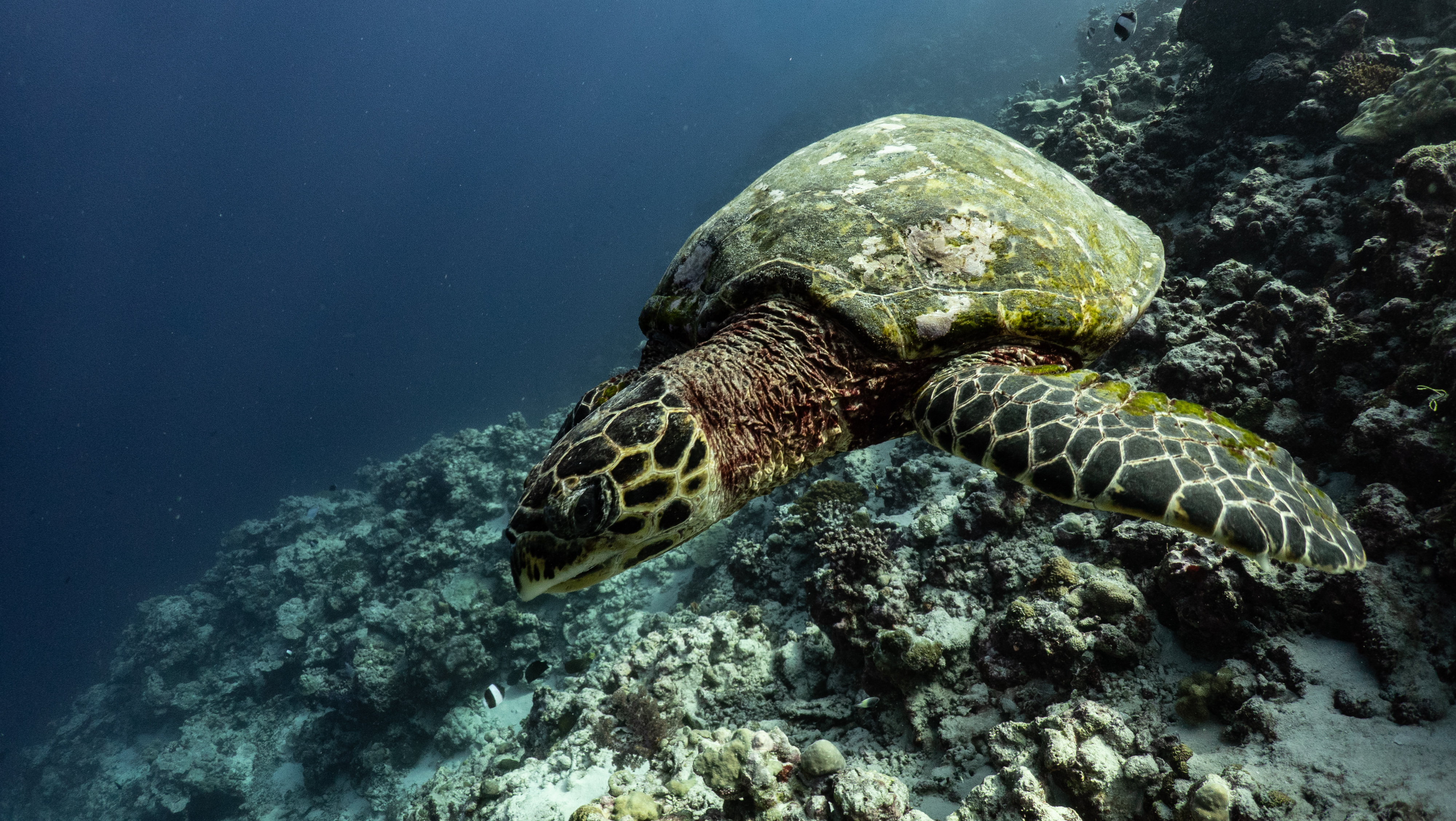 Turtle swimming over a reef in Kavaratti India