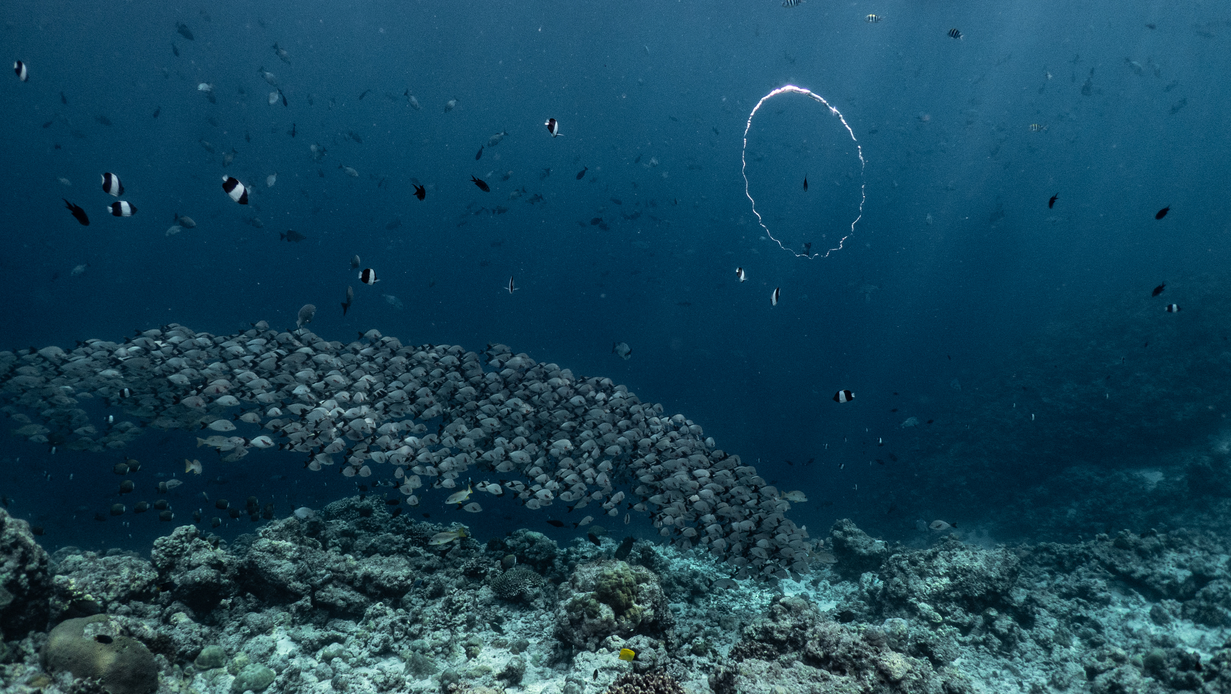 School of fish over a reef in Kavaratti, India
