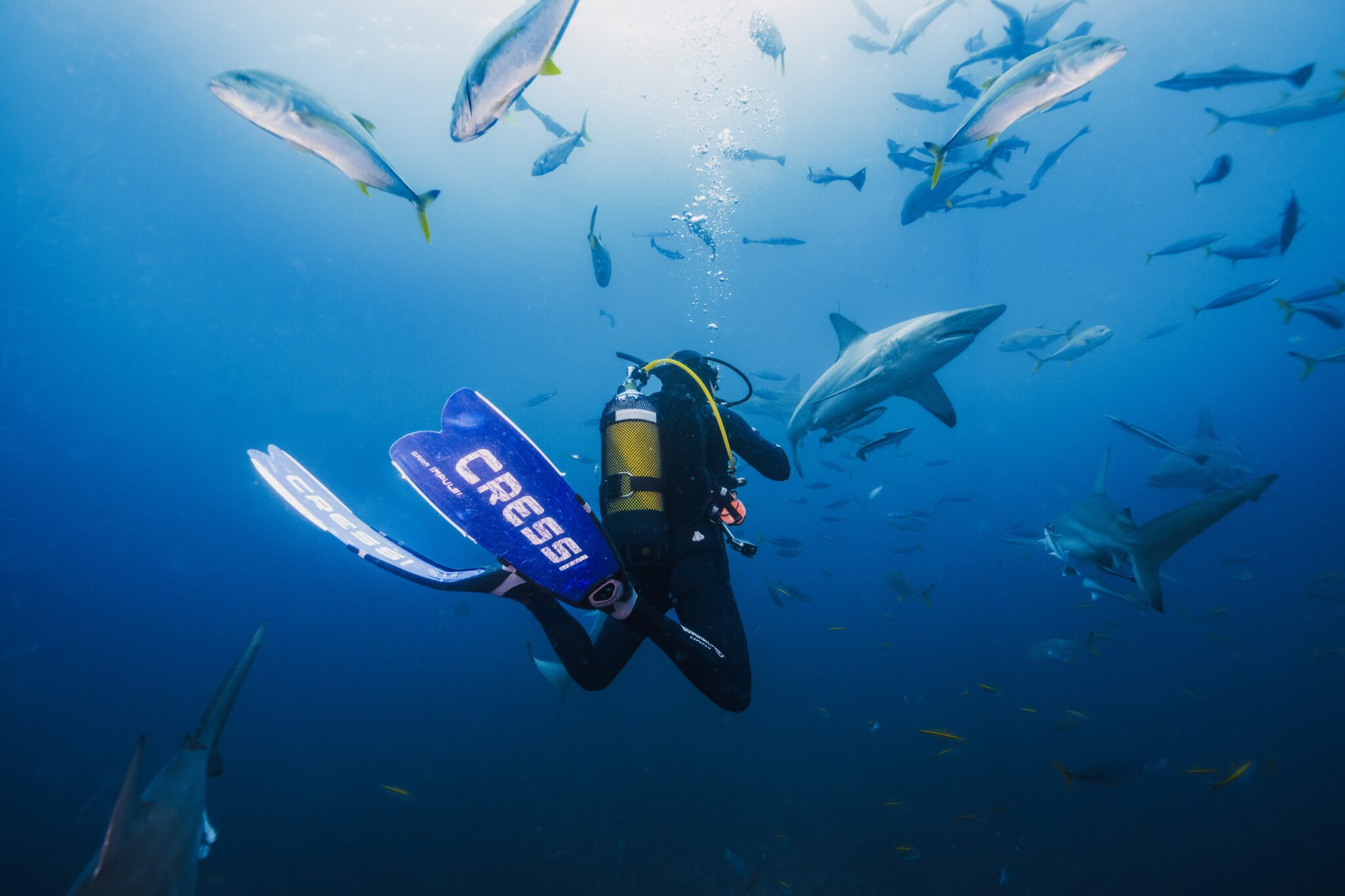 상어와 물고기에게 둘러싸인 다이버