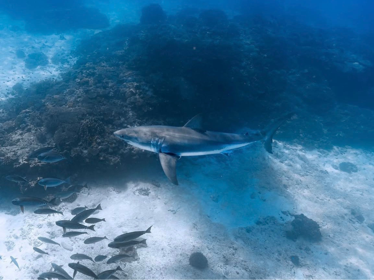 great white shark by adam sellars