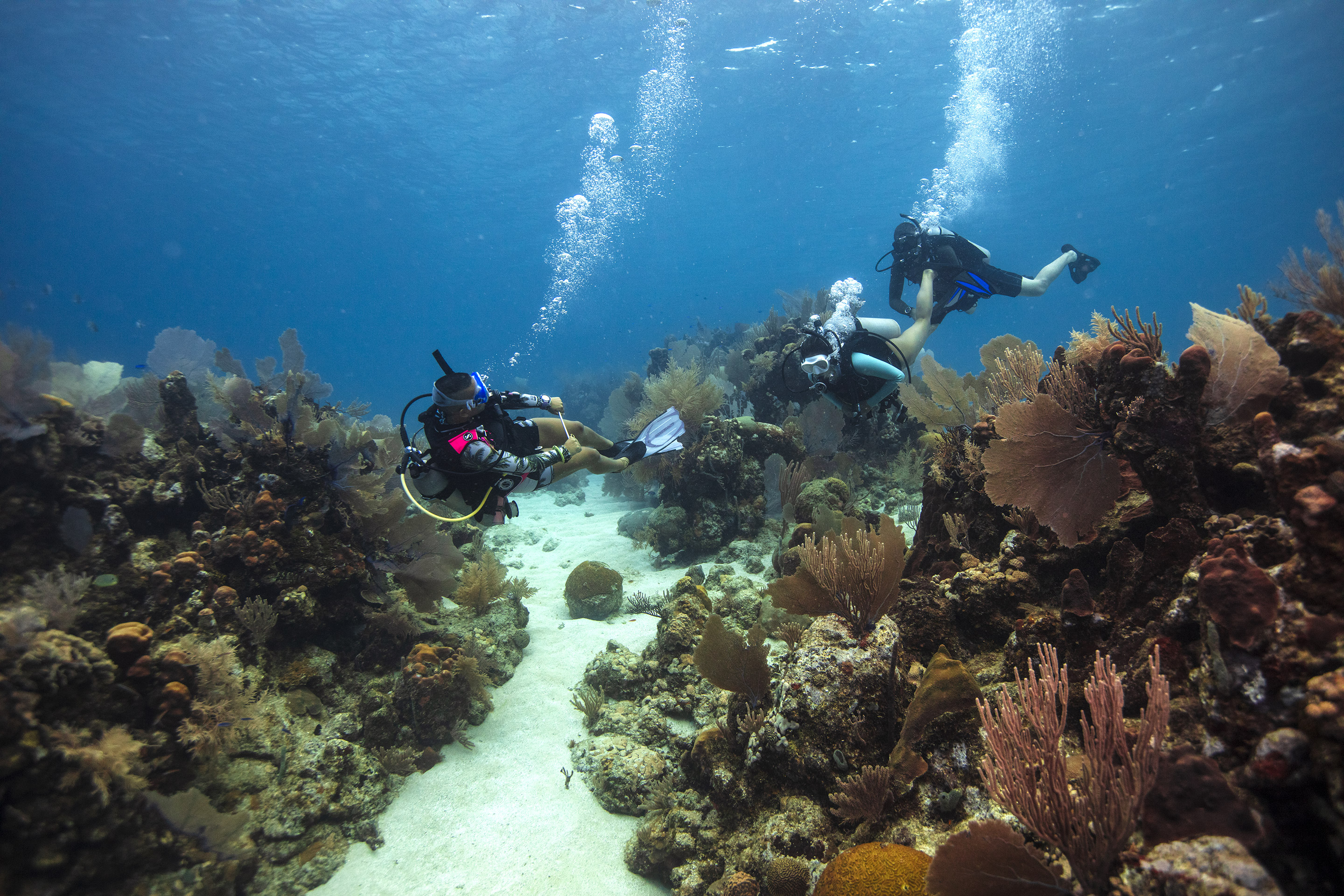 Un Divemaster guide deux autres plongeurs lors d'une plongée dans les Caraïbes.