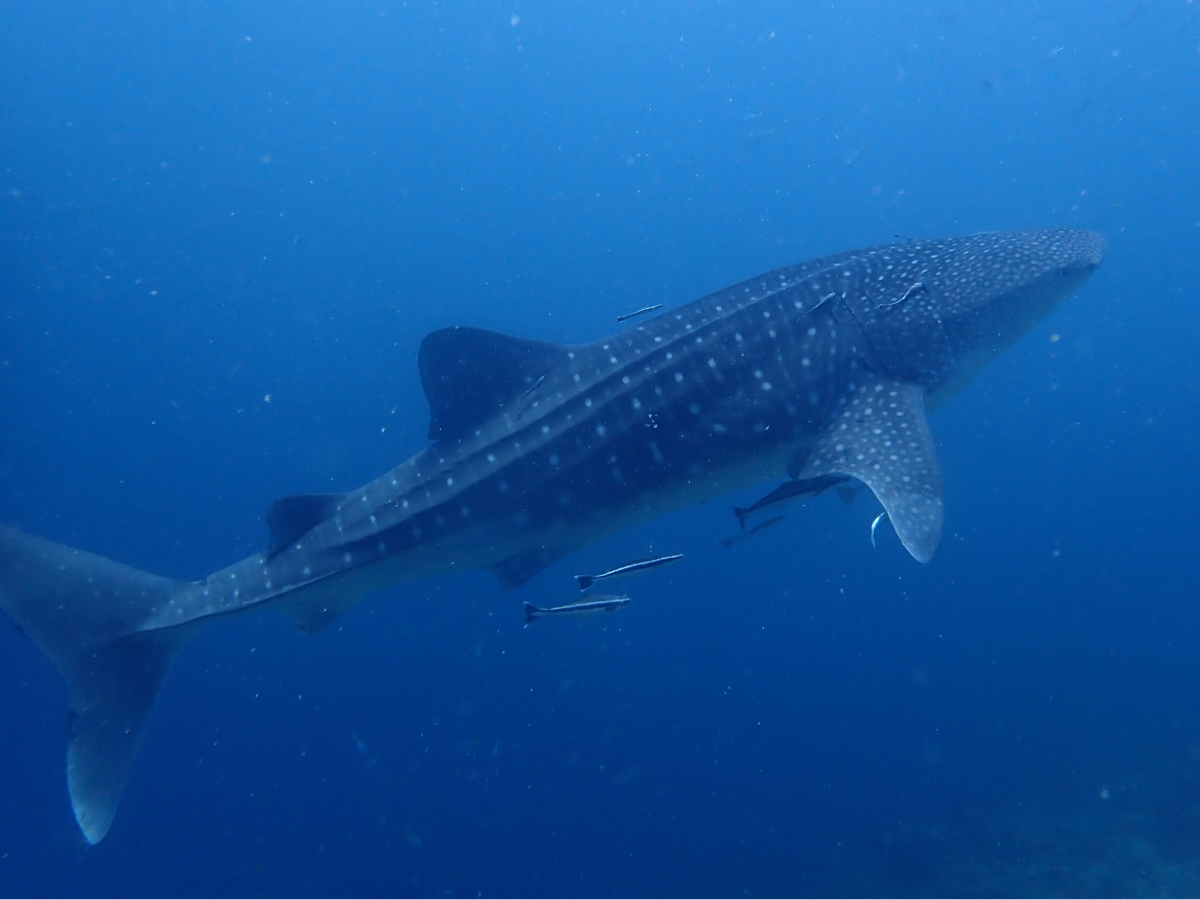 julia aveline rabenjoro whale shark image
