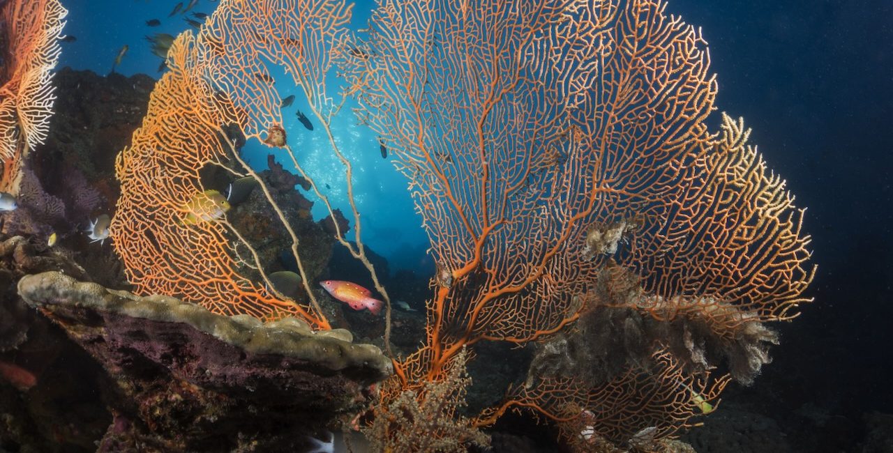 India’s Best Lesser-Known Dive Sites