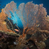 The Gorgonians at the Andaman Sea.