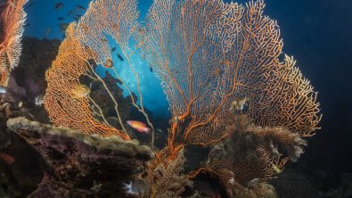The Gorgonians at the Andaman Sea.