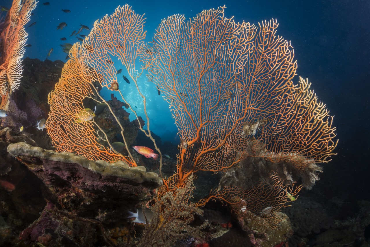 The Gorgonians at the Andaman Sea.