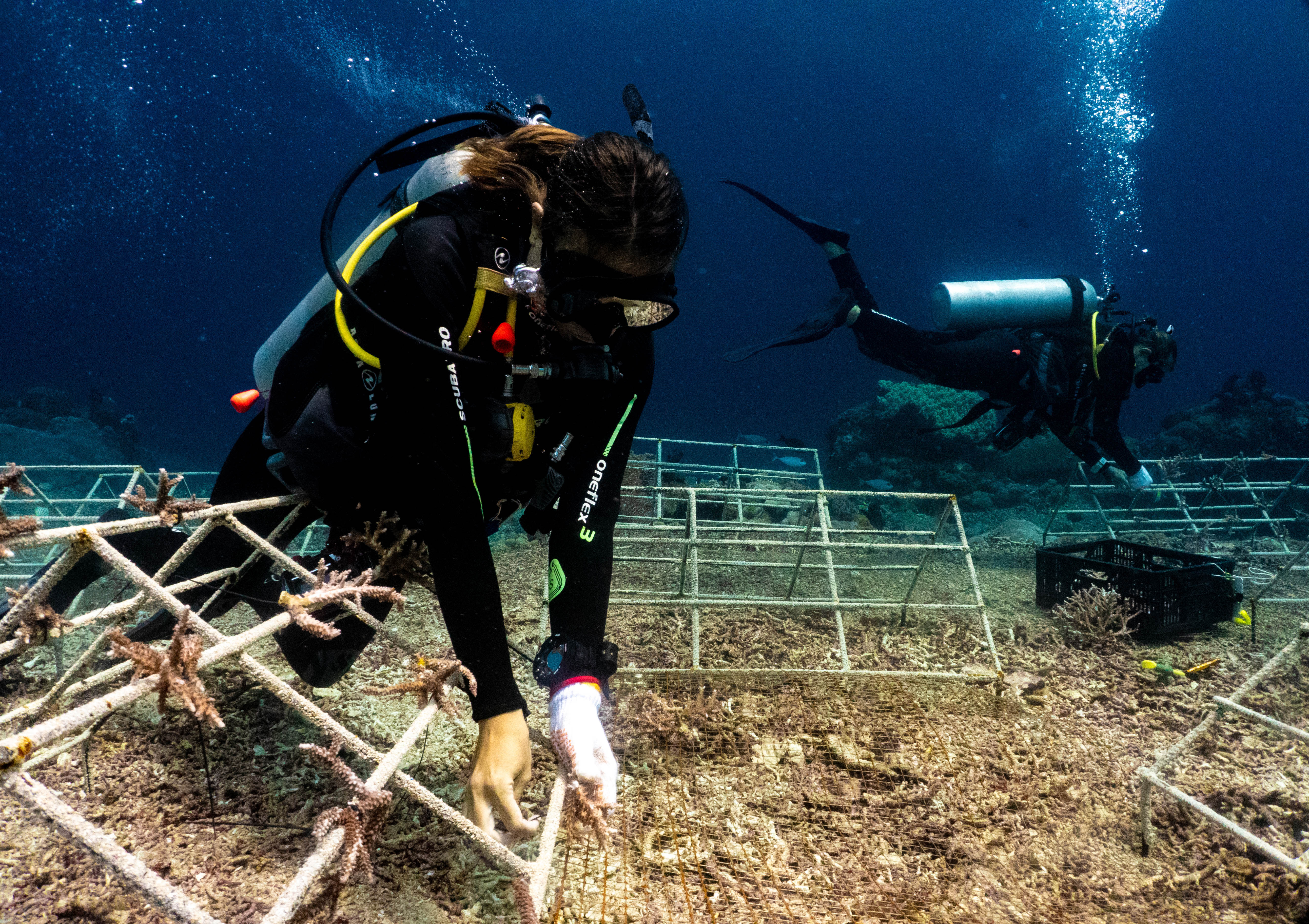 Andrew Taylor with a student transplanting corals on a metal grid structure