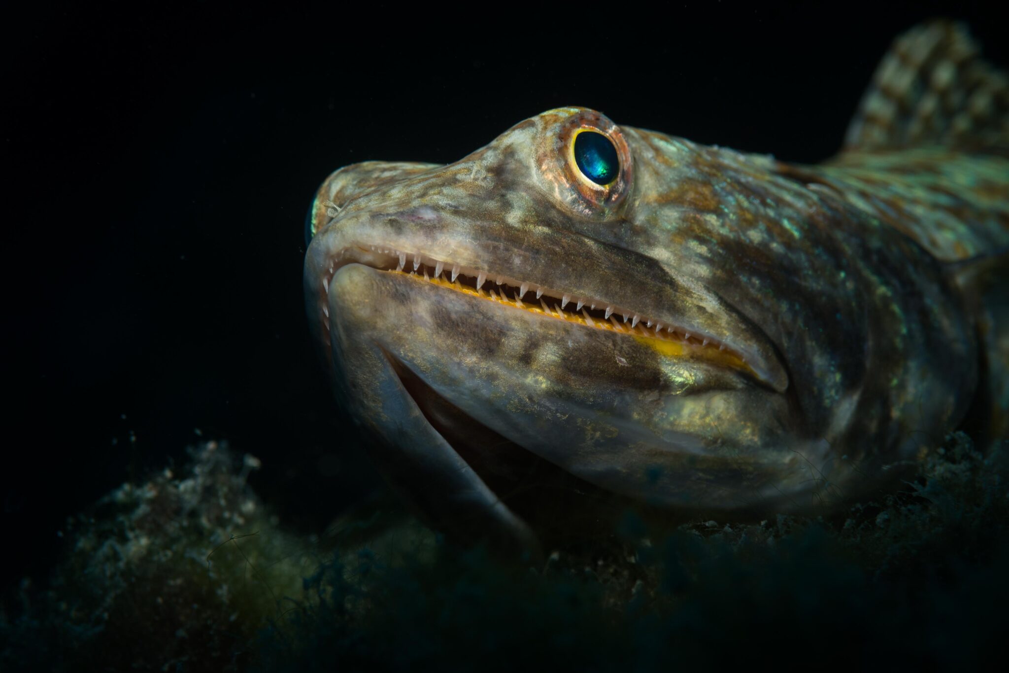 night marine animals after dark lizard fish
