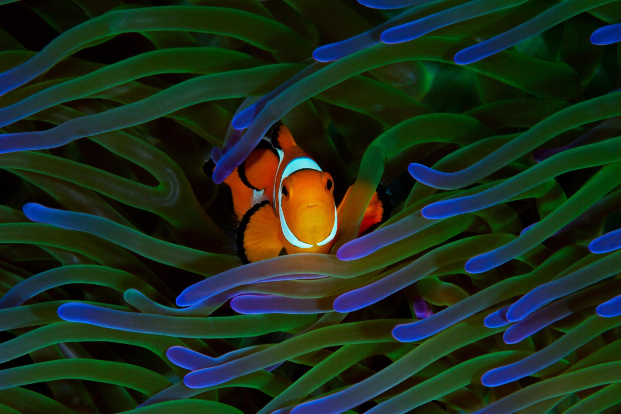 clownfish hiding in an anemone