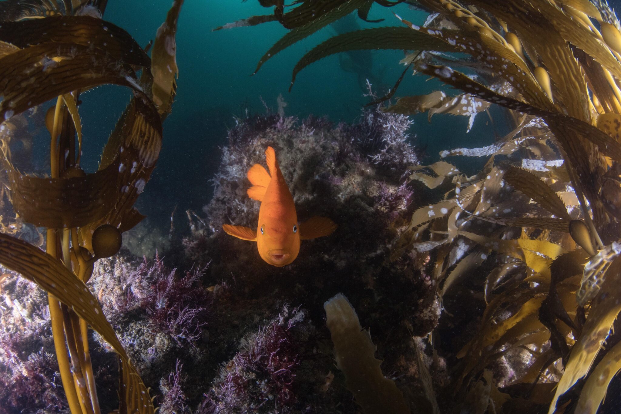 shore diving california garibaldi fish