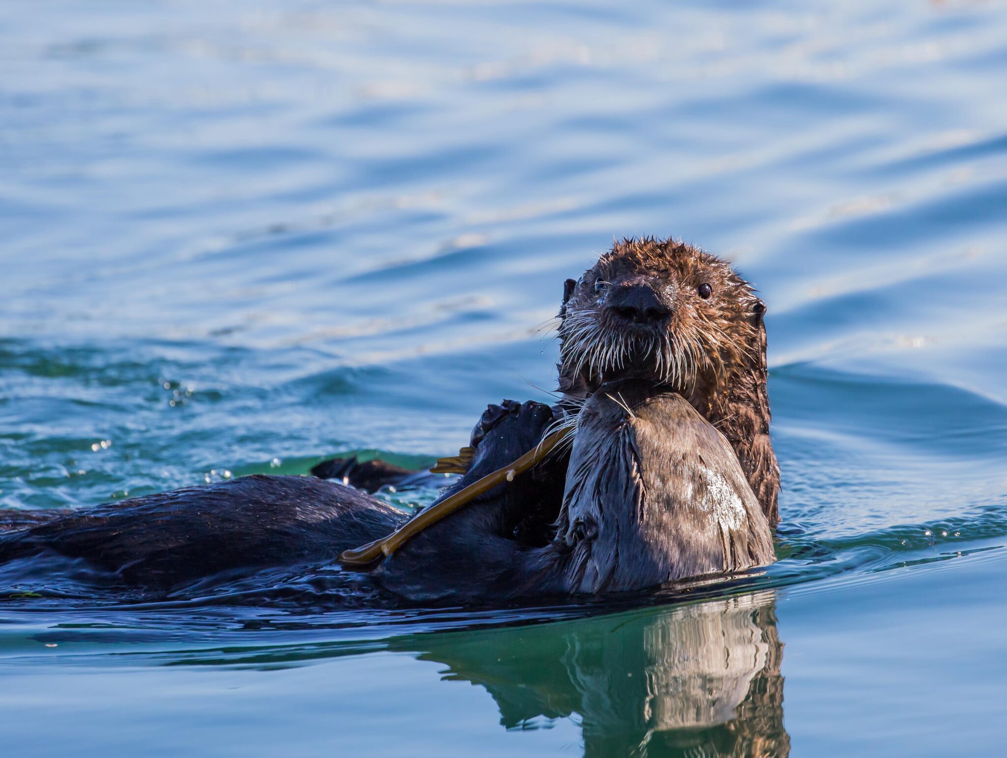 otter swimming in monterey bay