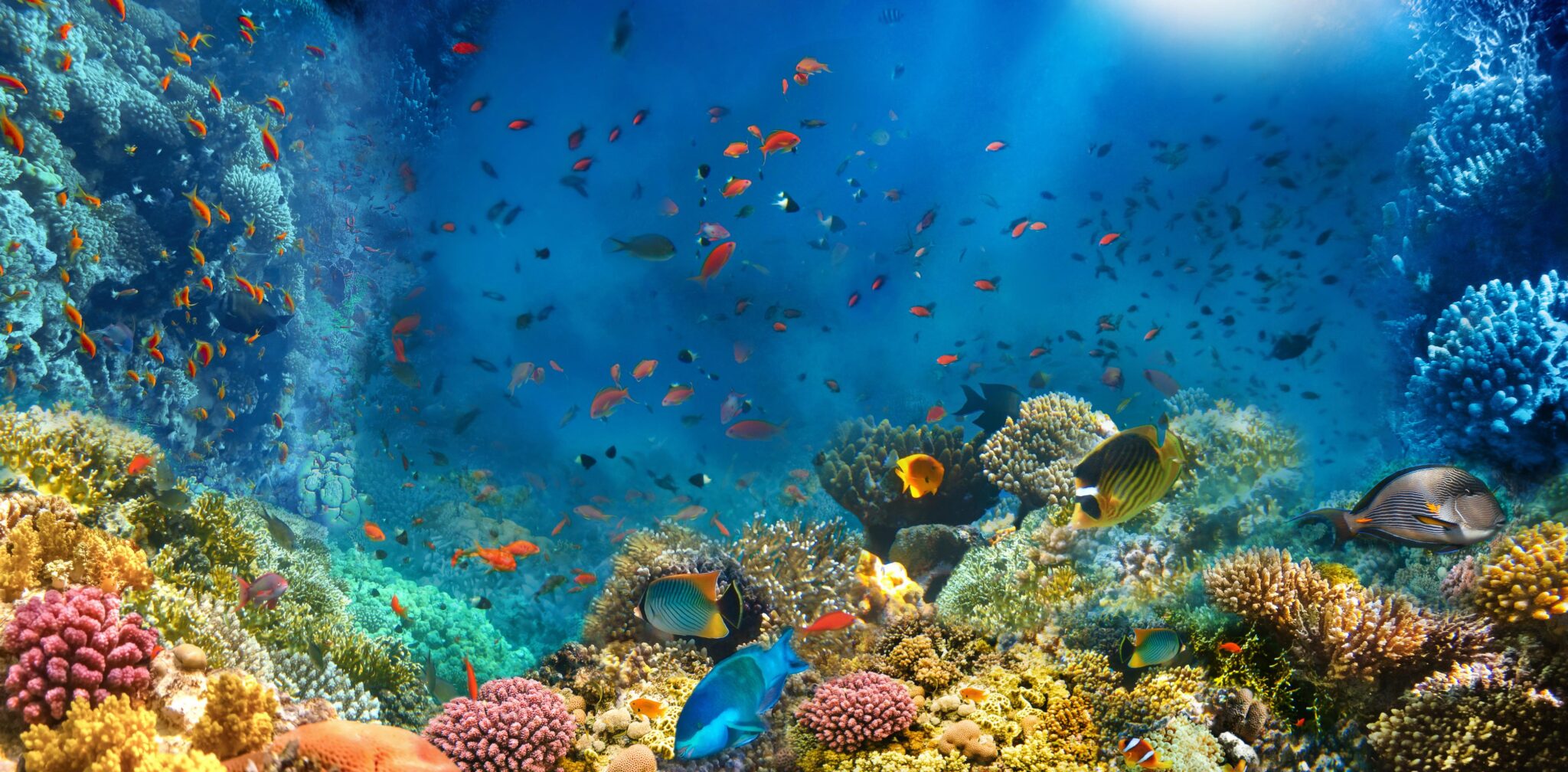 reef in egypt colorful