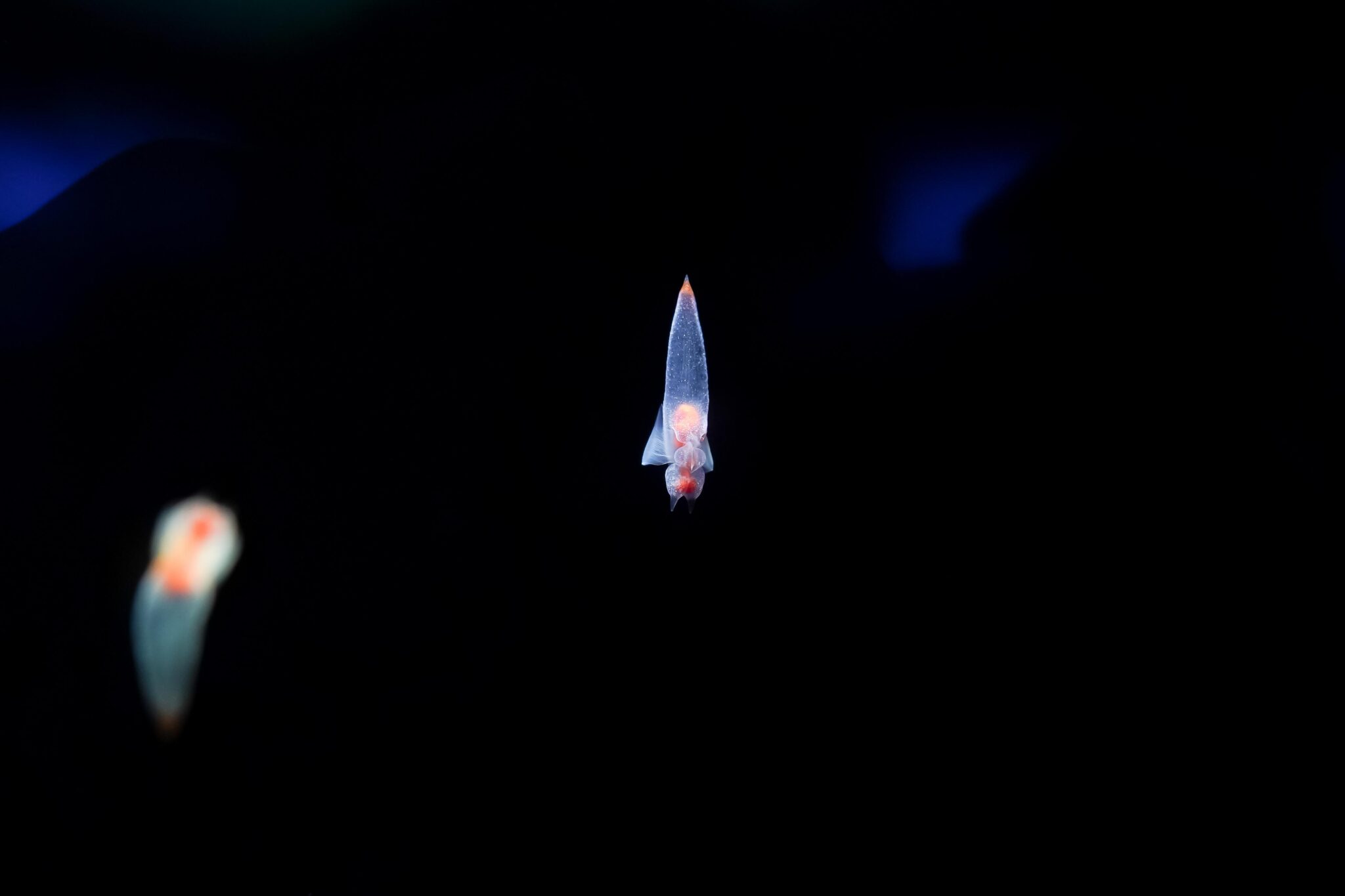 night marine animals after dark sea butterfly
